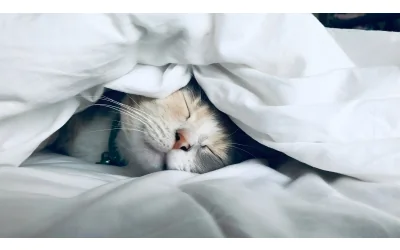 5 Tips to Improve Your Sleep Naturally