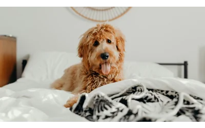 Should Pets Sleep in Your Bed?