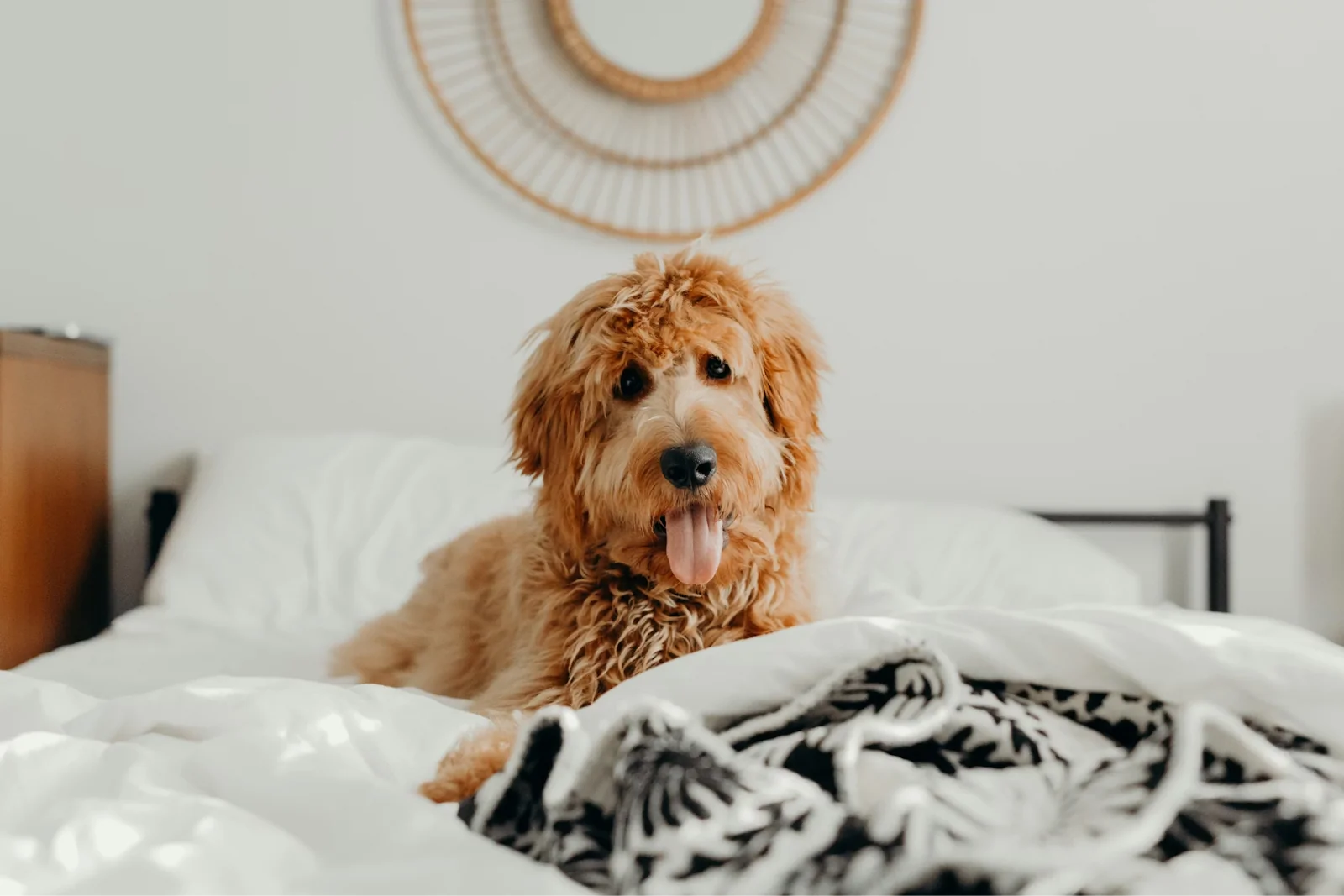 Dog in bed