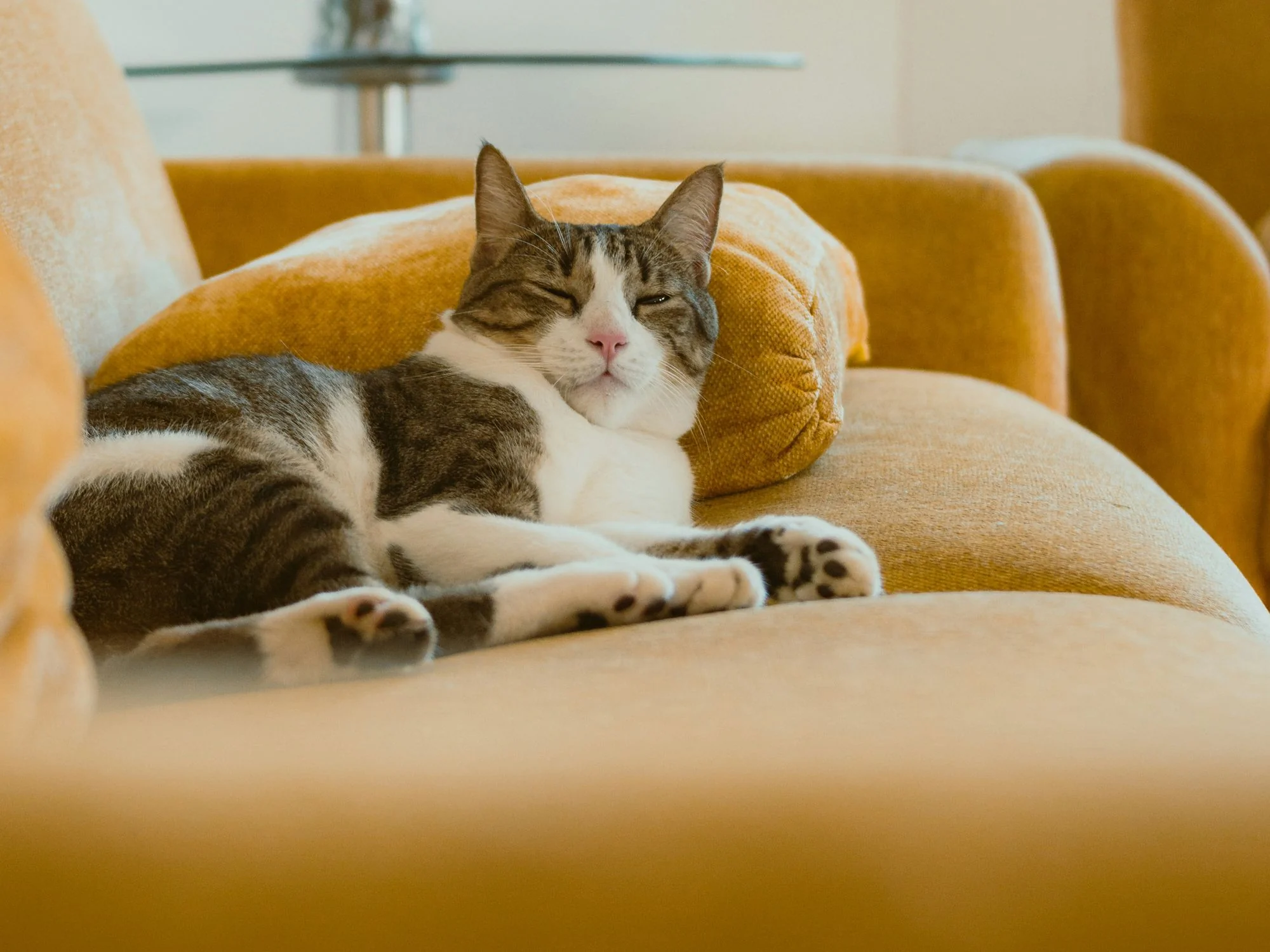 Sofa-Fabric-for-cats